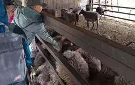 Dzieci wśr&oacute;d zwierząt na farmie w Puchałowie.