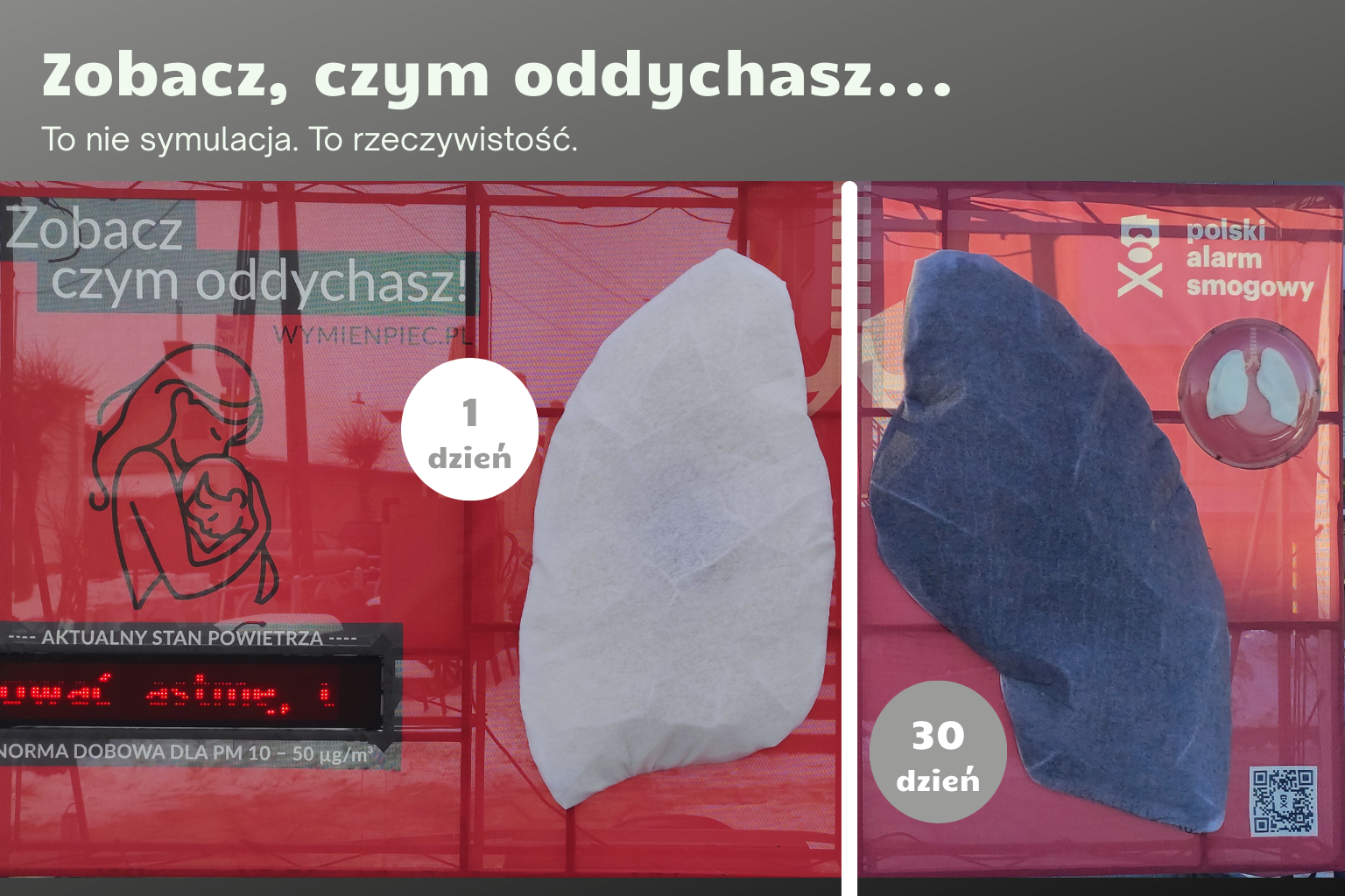 Grafika przedstawia mobilne płuca, jedno jest białe drugie po 30 dniach zrobiło się ciemno szare.