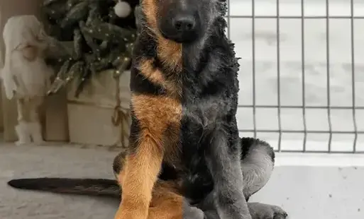 Fundacja Zwierz plakat