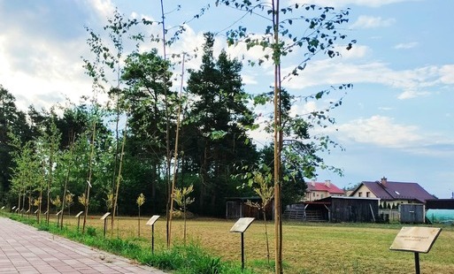 Zdjęcie do ALEJA DZIECI &ndash; DRZEWKO DLA TWOJEJ POCIECHY