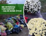 Po lewej zdjęcie śmietnika z napisem na zielonym tle: Nie wyrzucaj chryzantem – daj im nowe życie! Po prawej stronie zdjęcie chryzantem białych i żółtych.