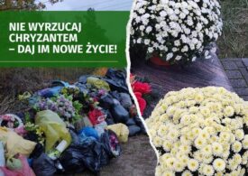 Po lewej zdjęcie śmietnika z napisem na zielonym tle: Nie wyrzucaj chryzantem – daj im nowe życie! Po prawej stronie zdjęcie chryzantem białych i żółtych.