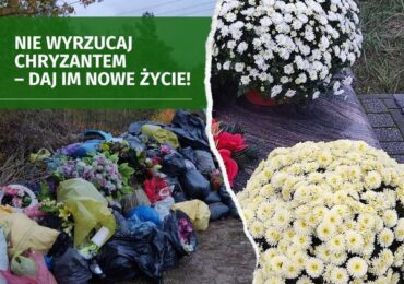 Nie wyrzucaj chryzantem – daj im nowe życie!