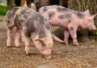 Szkolenie dotyczące zapobiegania rozprzestrzenianiu się afrykańskiego pomoru świń (ASF)